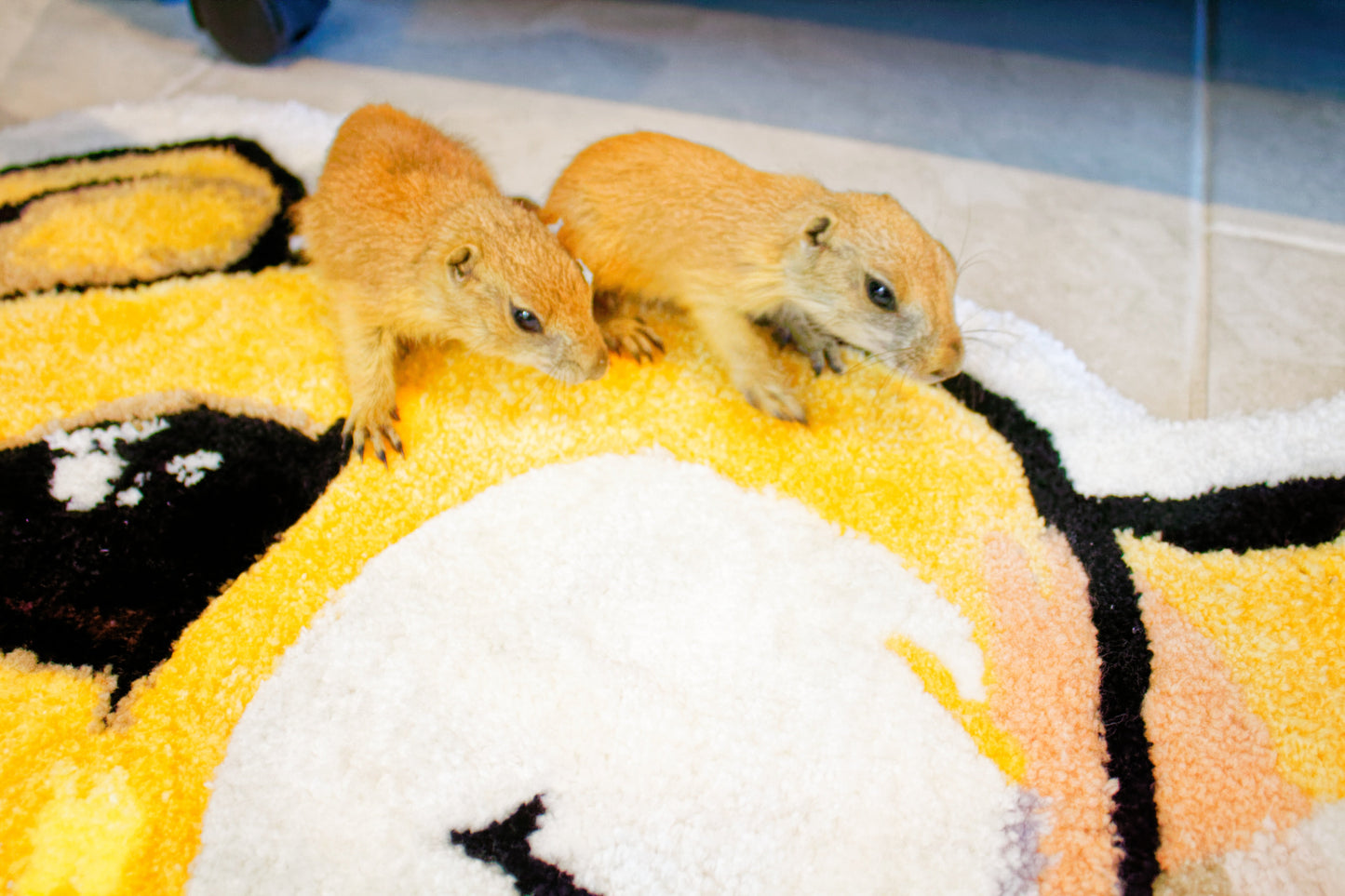 Hand Tufted Prairie Dog RugÂ